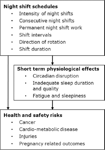 Frontiers  The Impact of Rotating Night Shift Work and Daytime